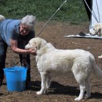 Laura Piperno con uno dei sui cani abruzzesi